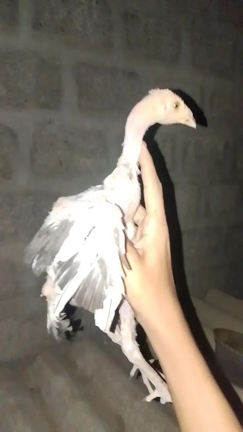 mianwali vip home breed — photo 4