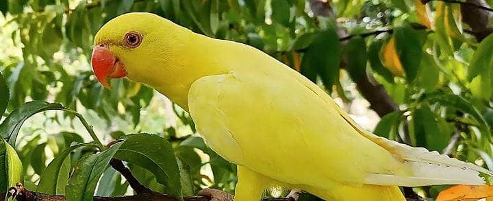 yellow ring neck