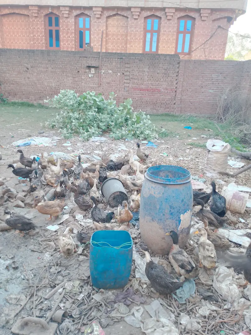 ducks for sale