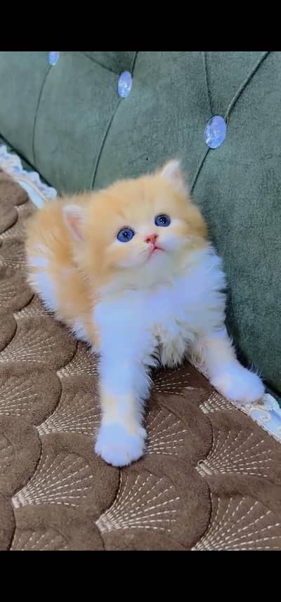 Quality Persian Punch face cat & kittens 03495425573 WhatsApp
