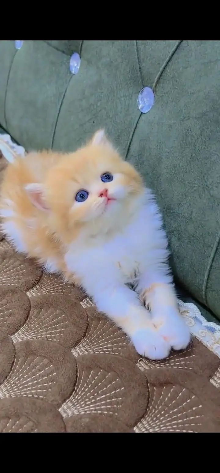 Quality Persian Punch face cat & kittens 03495425573 WhatsApp — photo 2