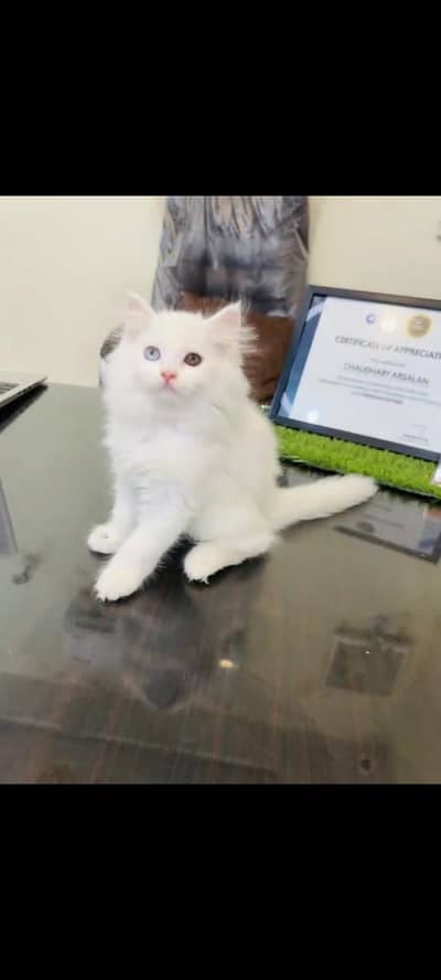 persian cat for sale MywatsapppNumber 0309-37-13-771