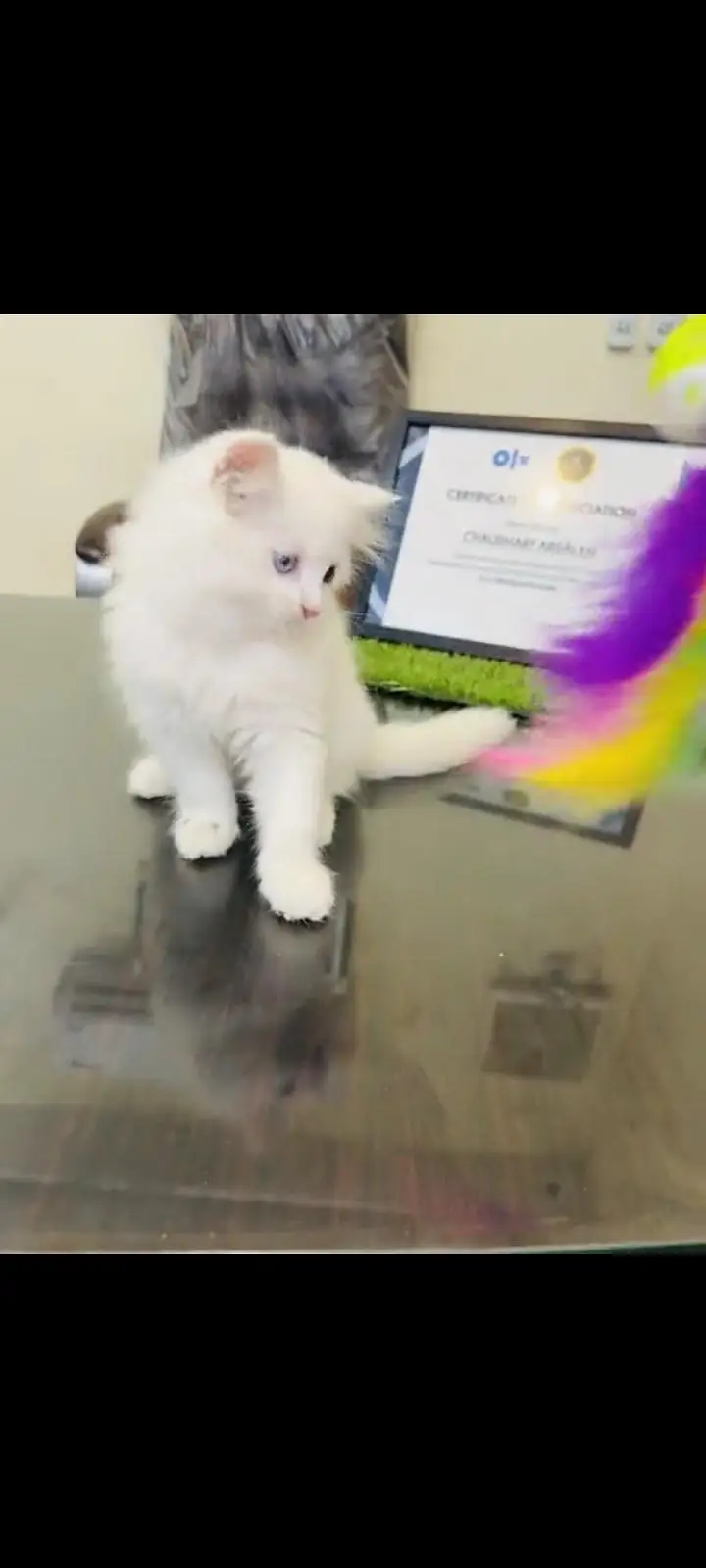 persian cat for sale MywatsapppNumber 0309-37-13-771 — photo 2