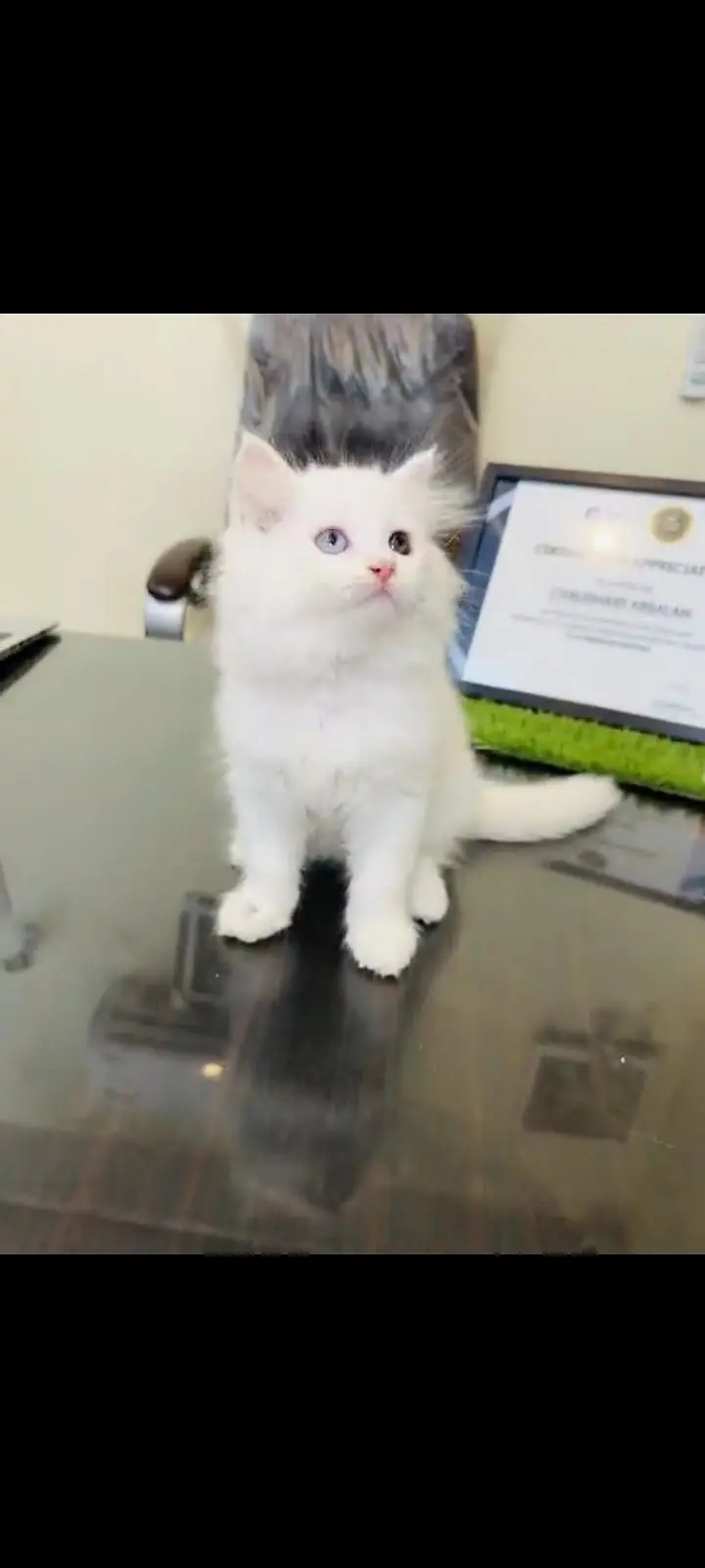 persian cat for sale MywatsapppNumber 0309-37-13-771 — photo 3