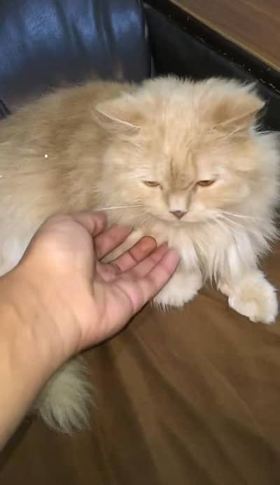 Free Persian cat
