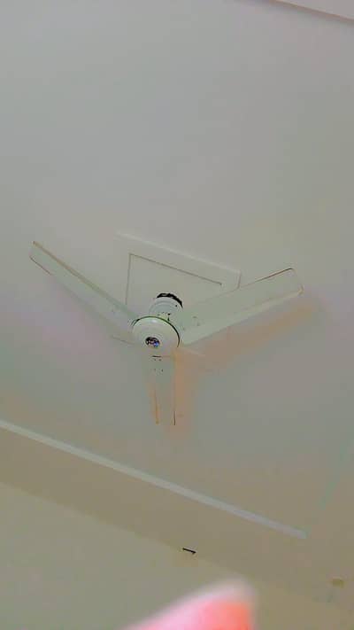 Royal fan for sale