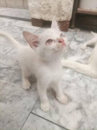 Adult cat & 2 kittens urgent for sale