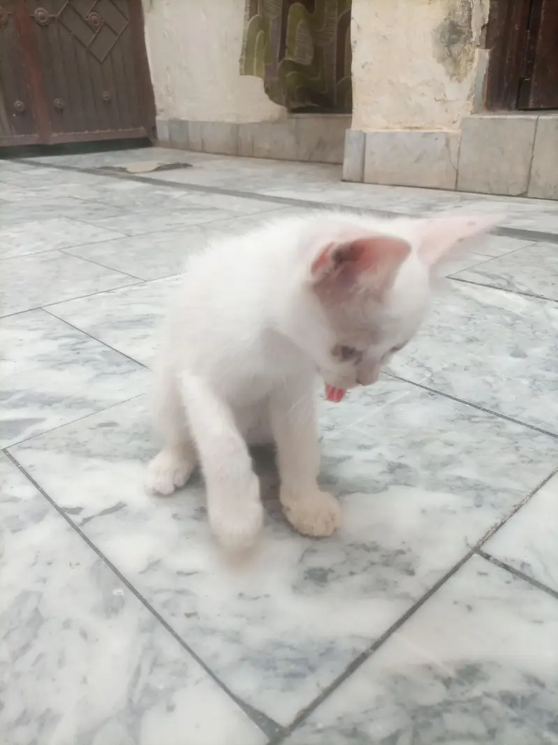 Adult cat & 2 kittens urgent for sale — photo 2