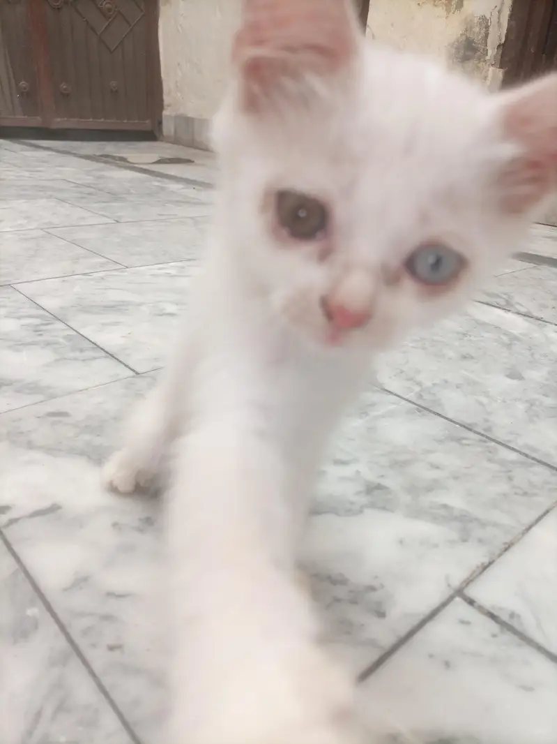 Adult cat & 2 kittens urgent for sale — photo 3
