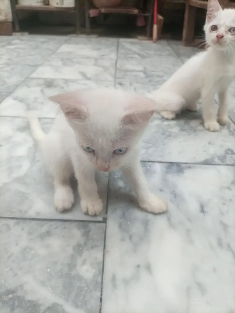 Adult cat & 2 kittens urgent for sale — photo 4