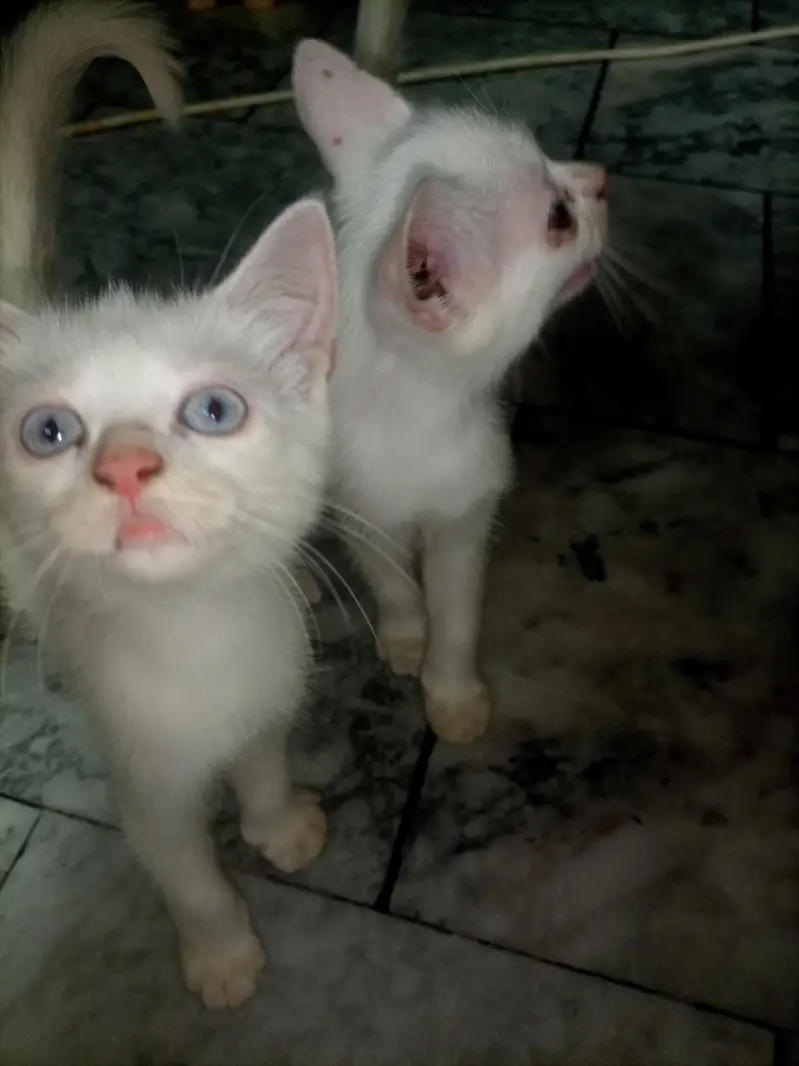 Adult cat & 2 kittens urgent for sale — photo 5