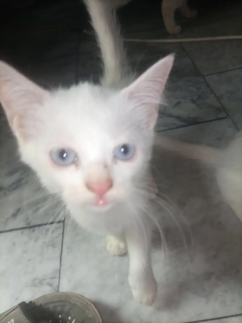 Adult cat & 2 kittens urgent for sale — photo 6