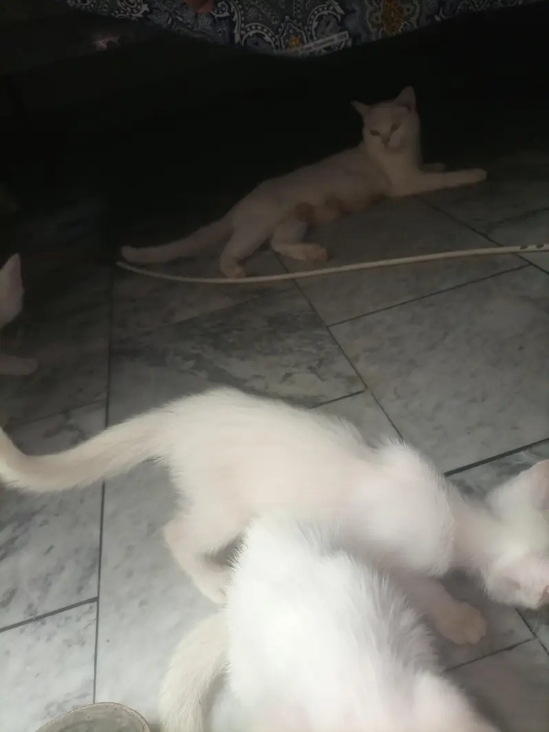 Adult cat & 2 kittens urgent for sale — photo 7