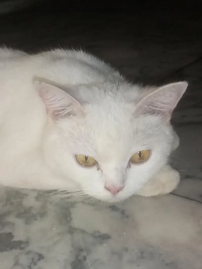 Adult cat & 2 kittens urgent for sale — photo 8