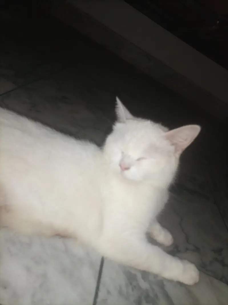 Adult cat & 2 kittens urgent for sale — photo 9