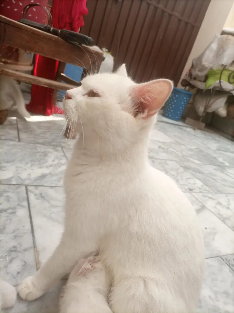 Adult cat & 2 kittens urgent for sale — photo 10