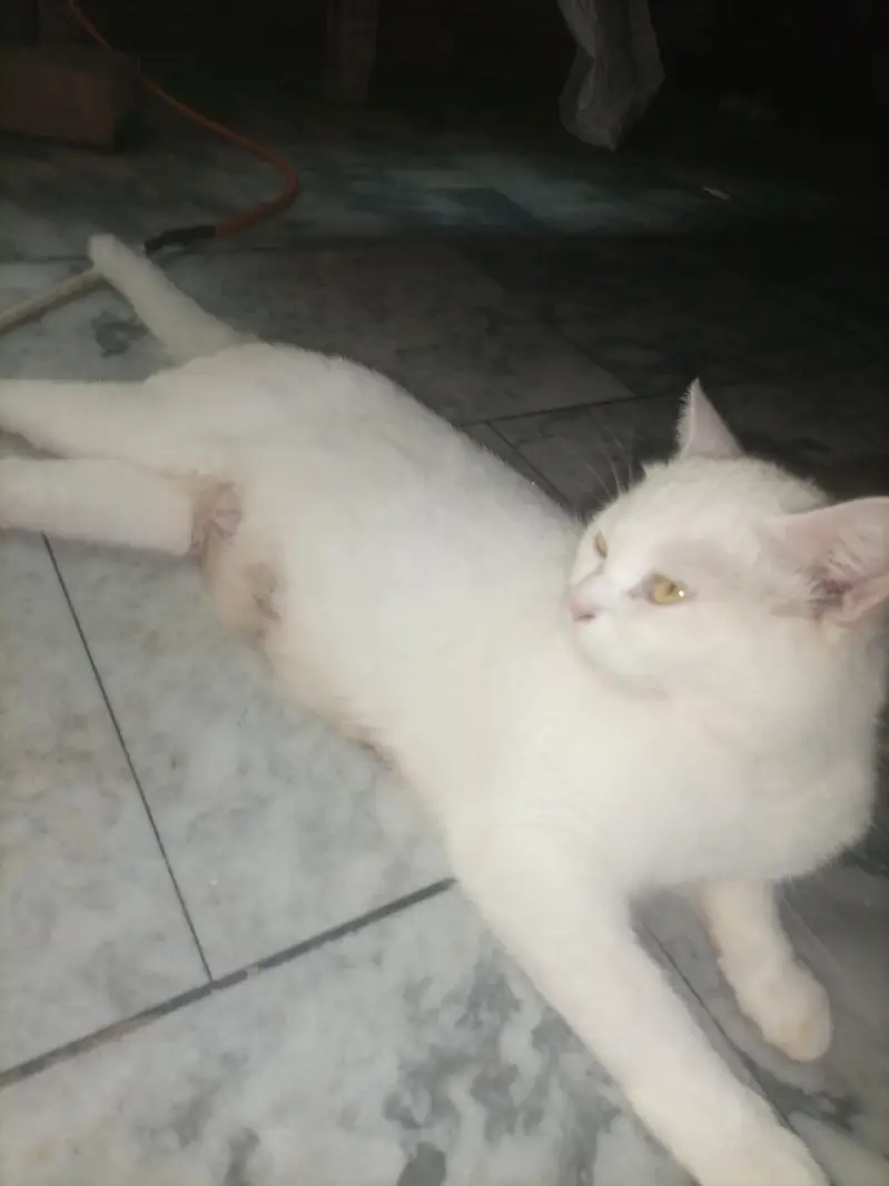 Adult cat & 2 kittens urgent for sale — photo 11