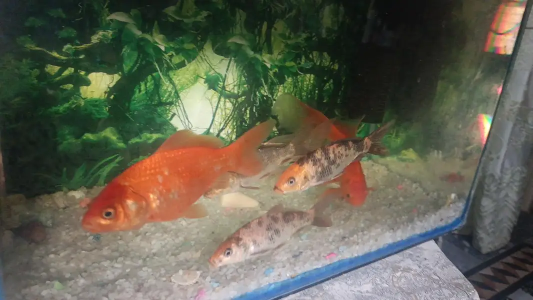 aquarium with pumps and fishes