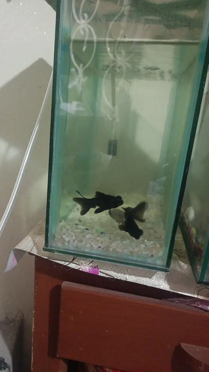 aquarium with pumps and fishes — photo 2