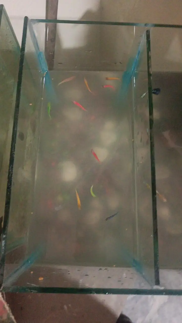 aquarium with pumps and fishes — photo 3