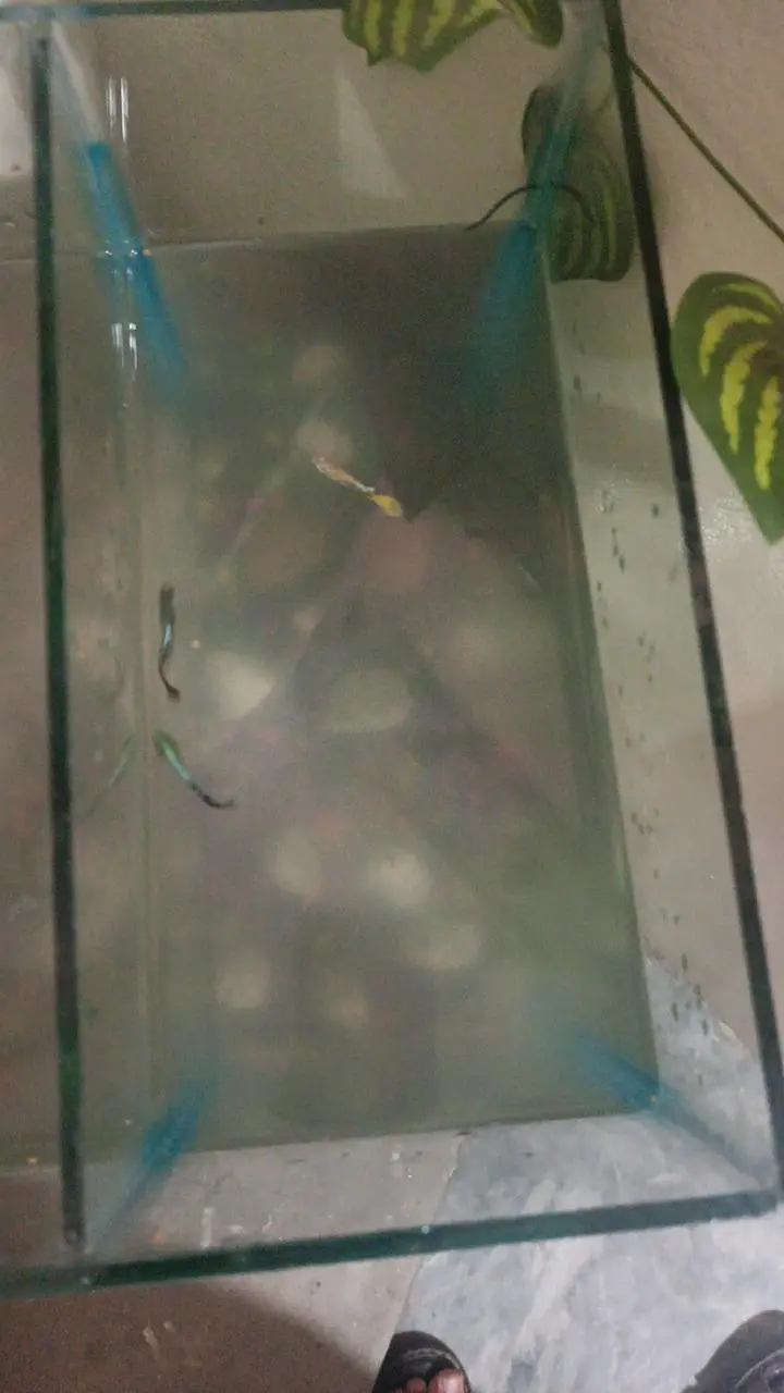 aquarium with pumps and fishes — photo 4