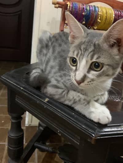 Kitten for sale!!