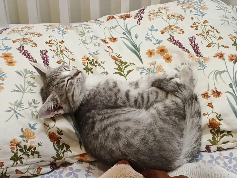 Kitten for sale!! — photo 2