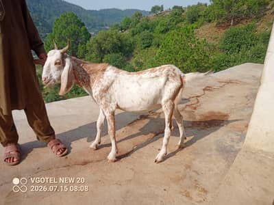 1 bakra or 1 path for sale