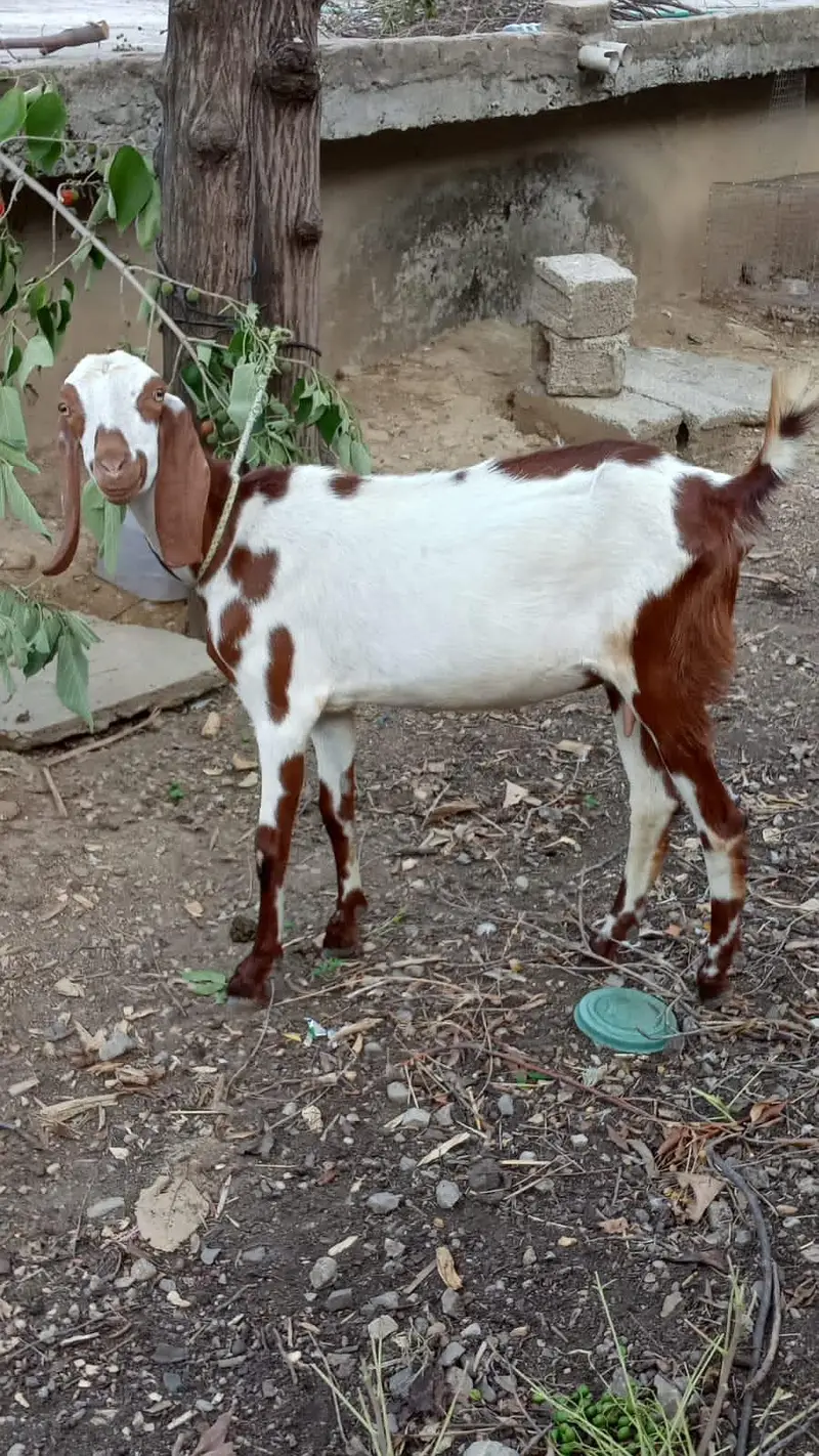 1 bakra or 1 path for sale — photo 2