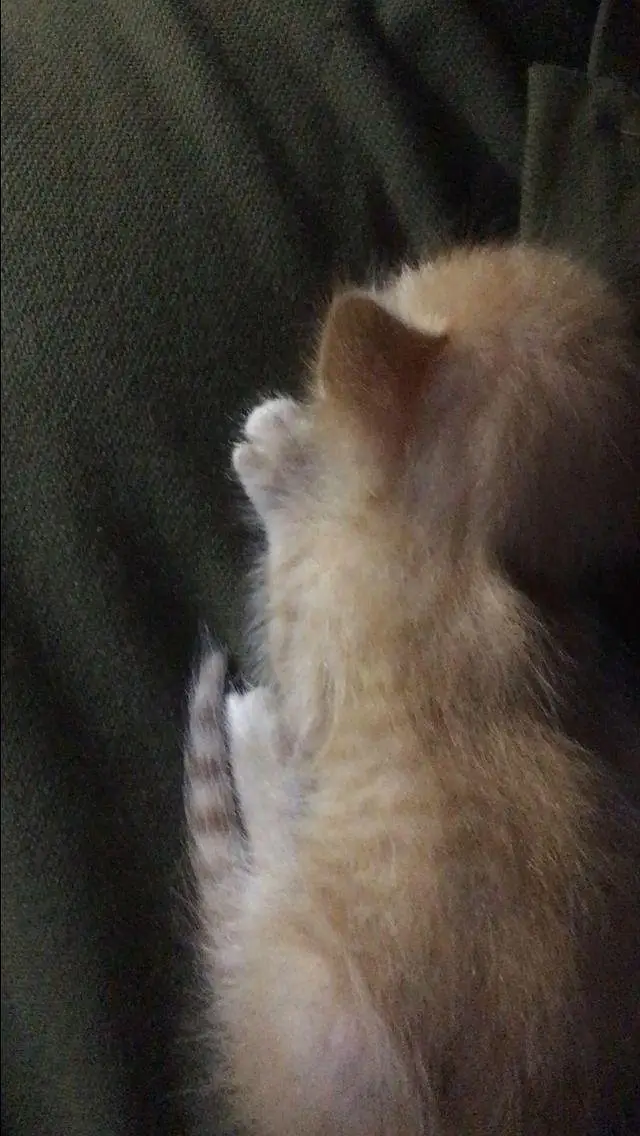 Free Persian cat — photo 2