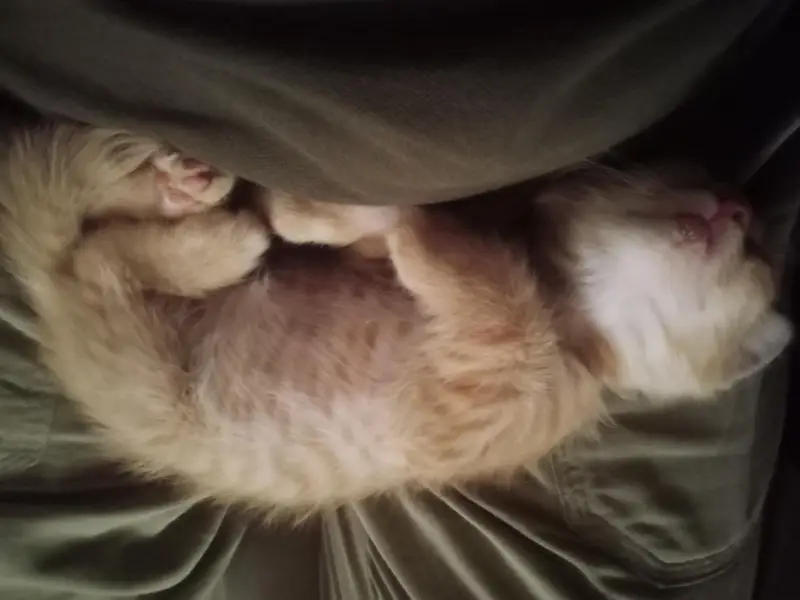 Free Persian cat — photo 3