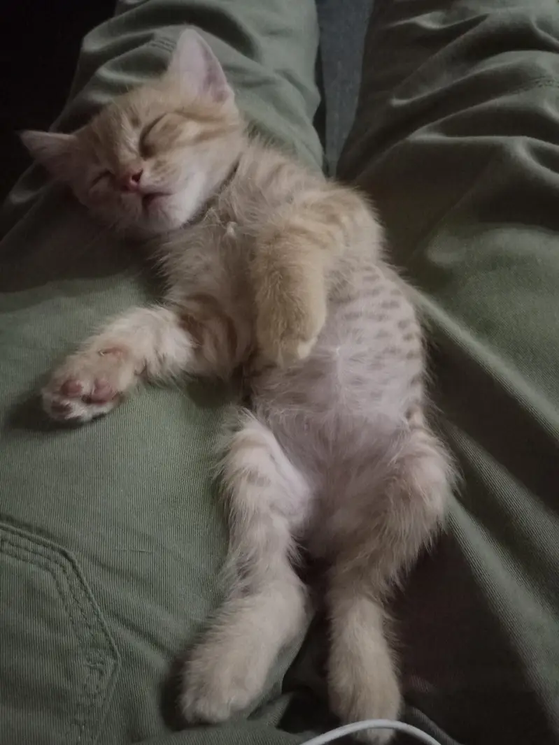 Free Persian cat — photo 4