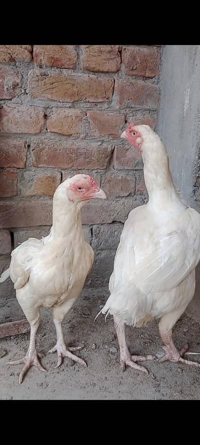 High quality 2 Heera breeder female for sale