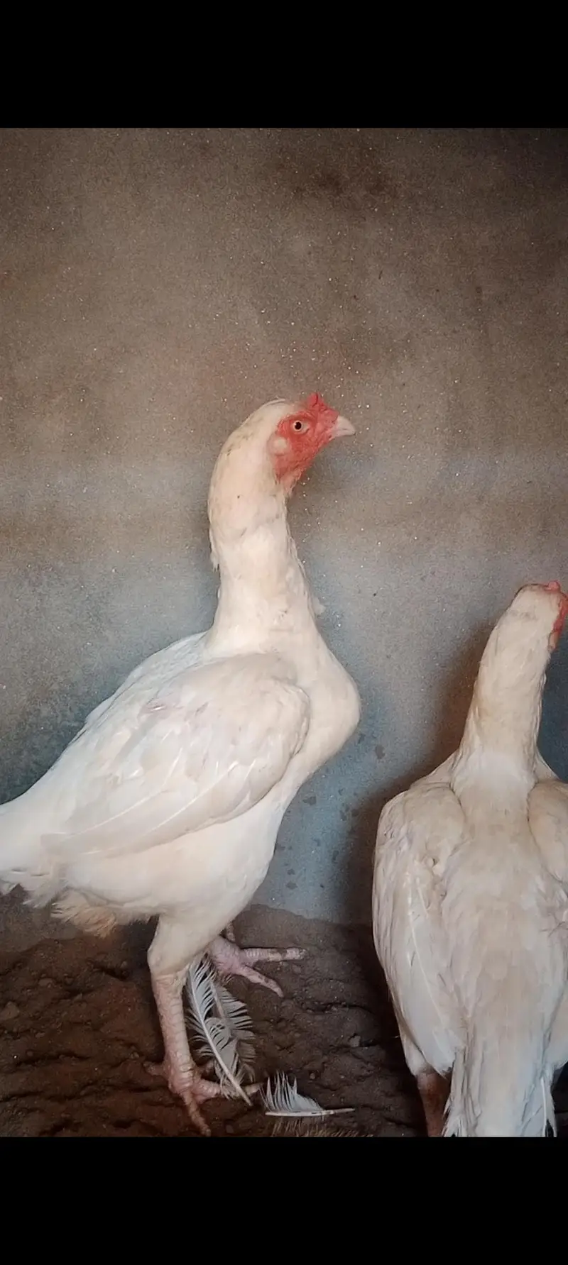 High quality 2 Heera breeder female for sale — photo 2