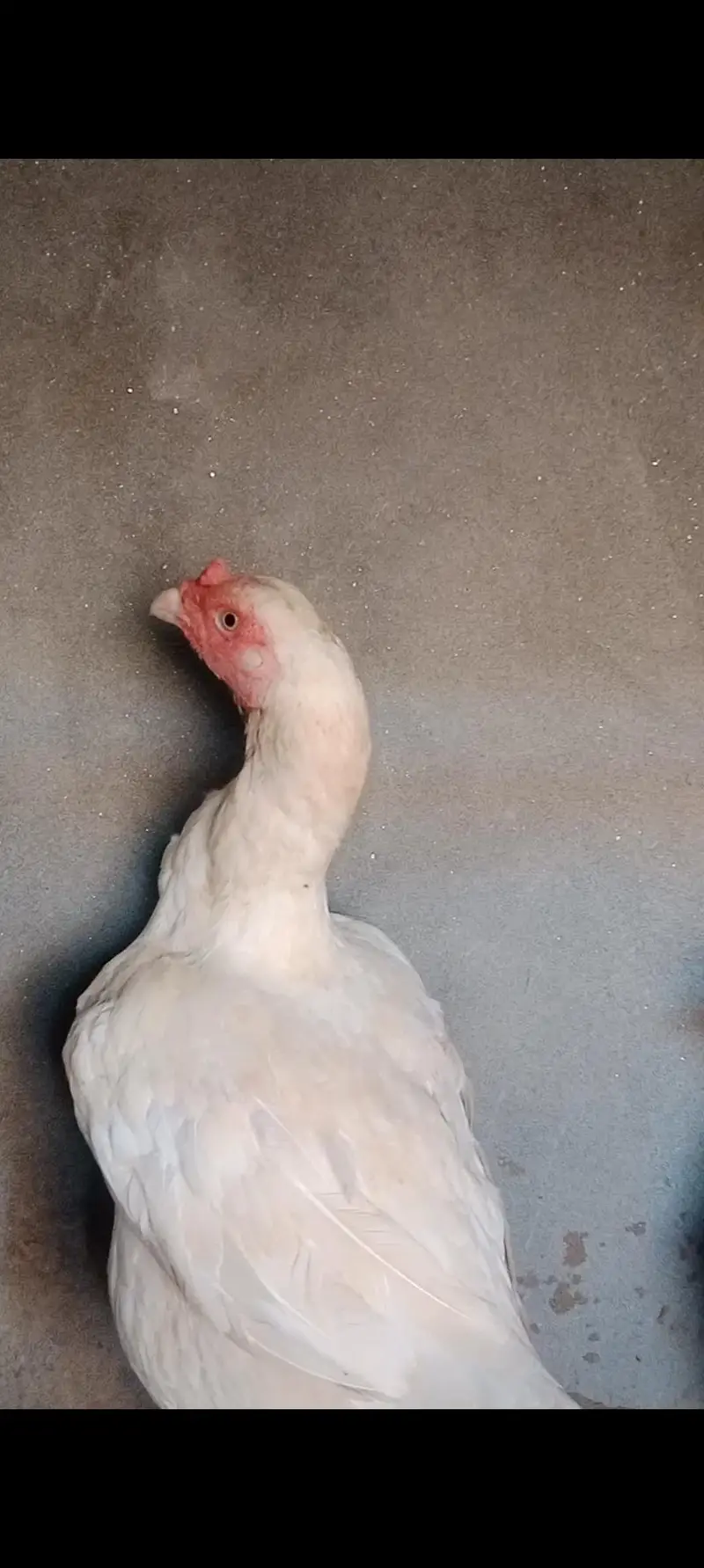 High quality 2 Heera breeder female for sale — photo 3