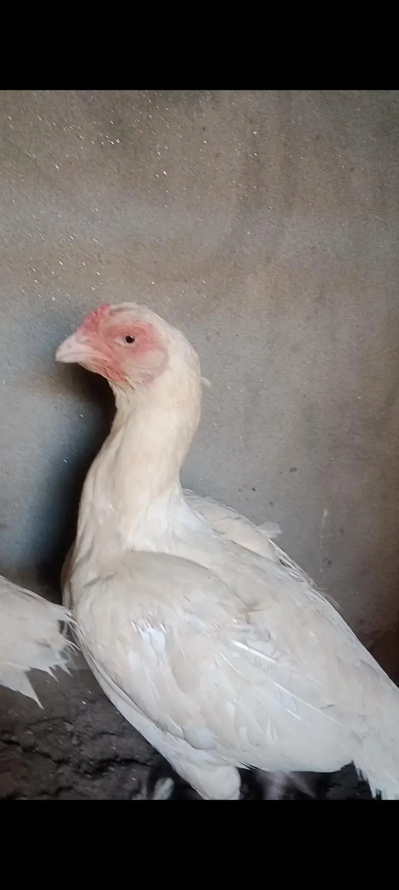 High quality 2 Heera breeder female for sale — photo 4
