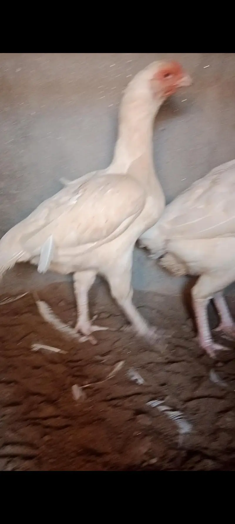 High quality 2 Heera breeder female for sale — photo 5