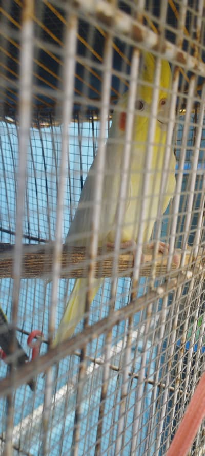Cream Cocktail Breeder Pair for Sale