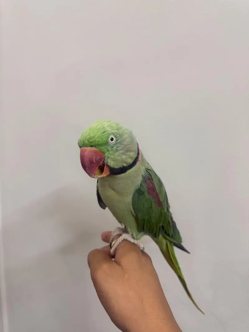 Raw tame talking male available zero bite — photo 3