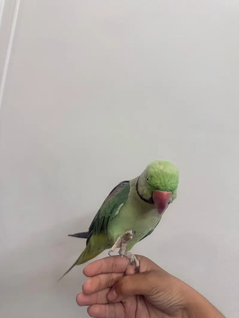Raw tame talking male available zero bite — photo 4