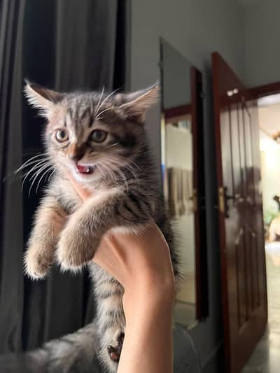 2 male persian kittens litter trained and very friendly