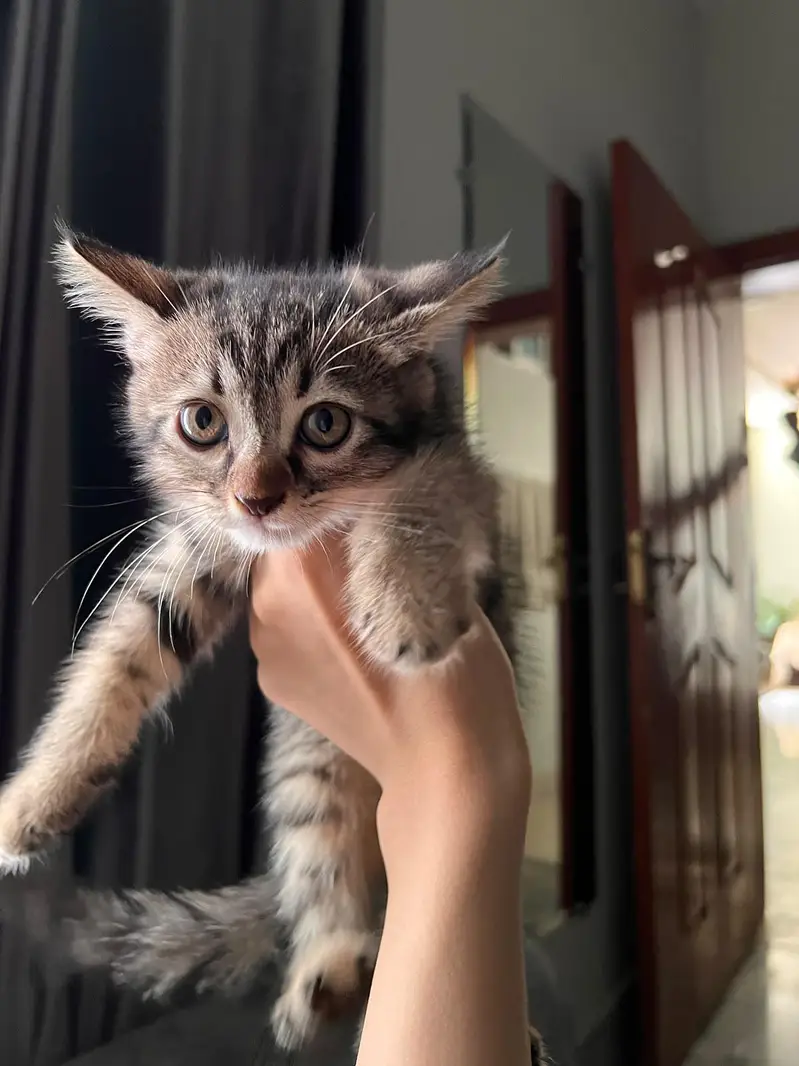 2 male persian kittens litter trained and very friendly — photo 2