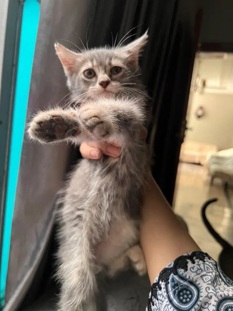 2 male persian kittens litter trained and very friendly — photo 3