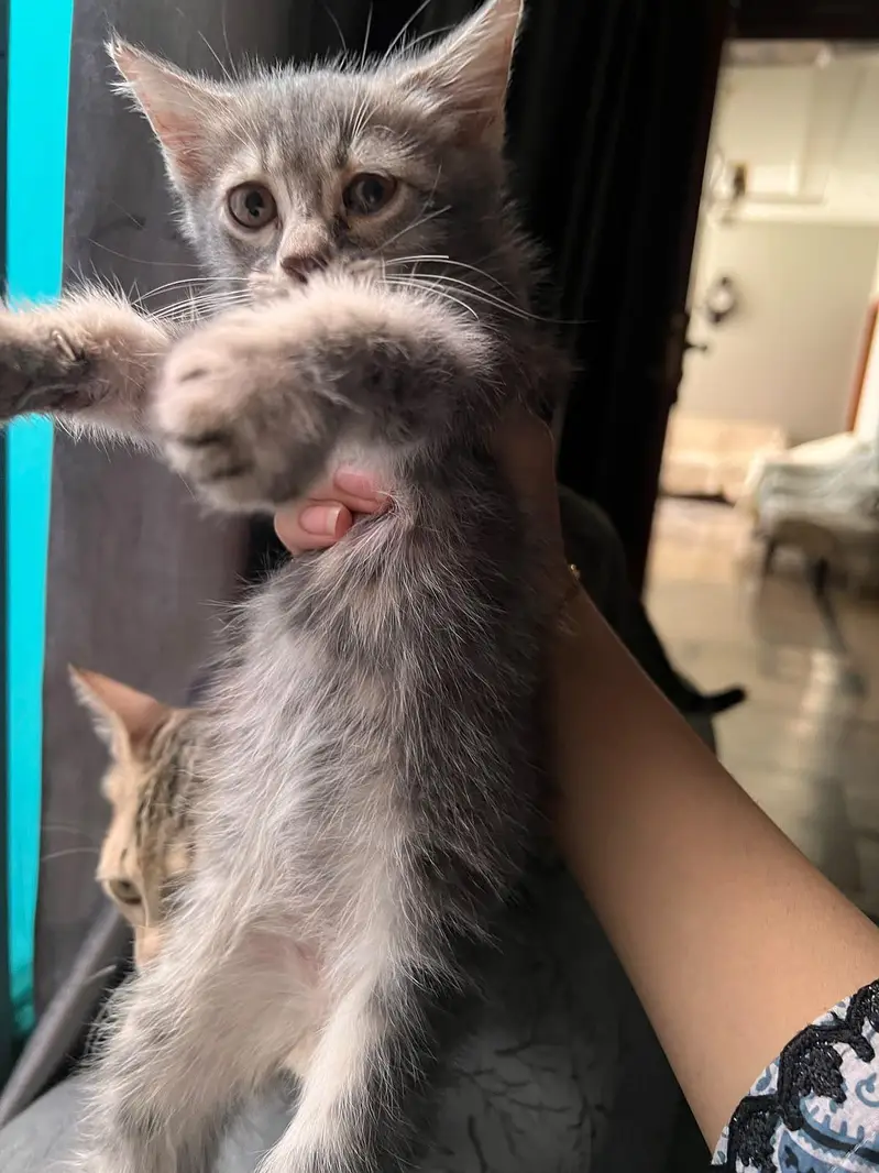 2 male persian kittens litter trained and very friendly — photo 4