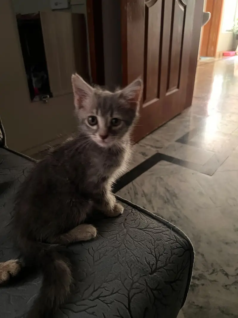 2 male persian kittens litter trained and very friendly — photo 5