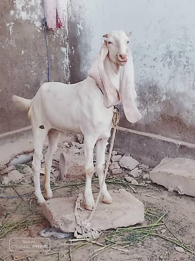 Gulabi goat for sell