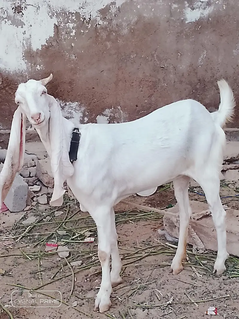 Gulabi goat for sell — photo 2