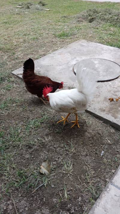 Desi murghi and murgha