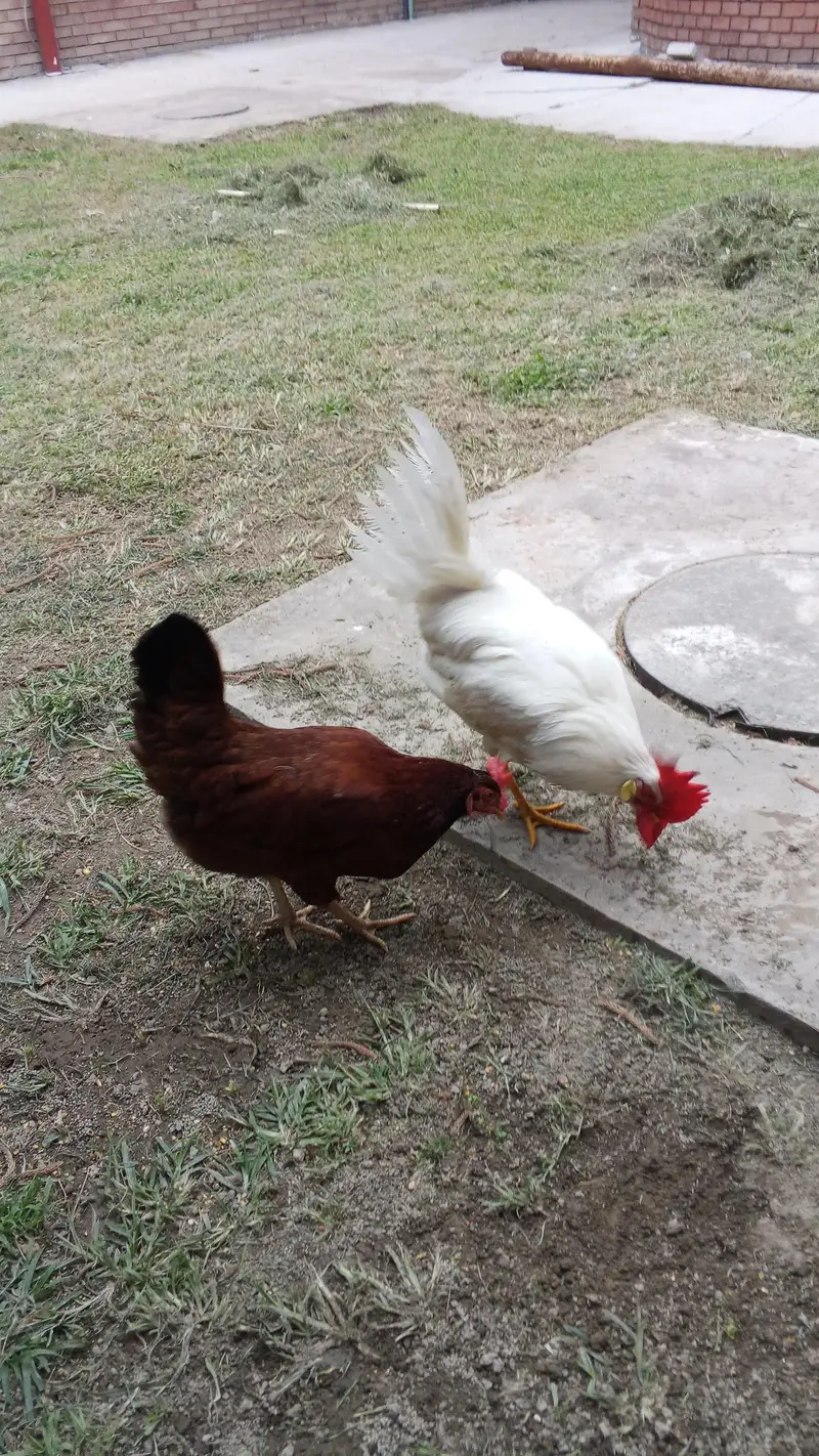 Desi murghi and murgha — photo 2
