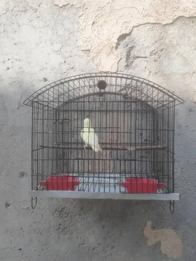 lovebird females for sale with cages read ad 03129196869